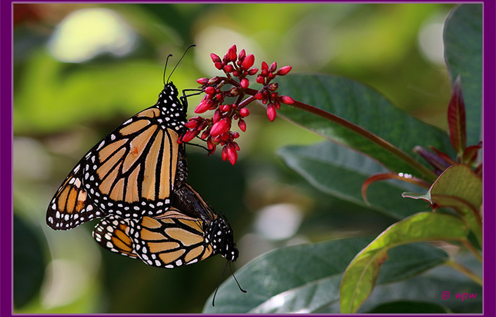 <Close-up image by Wolf Peter Weber of a pair of monarch butterflies connected after their mating, now on a jatropha tree.>