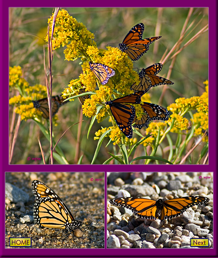 <Bottom 3 images of Monarchs on Goldenrods feeding on nectar, then on beach sand and/or pebbles, getting a supply of salt and minerals. Wolf Peter Weber photography>