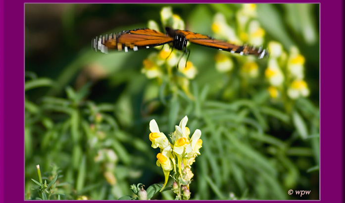 <Photo of a monarch in flight, descending on a Butter and Eggs flower>