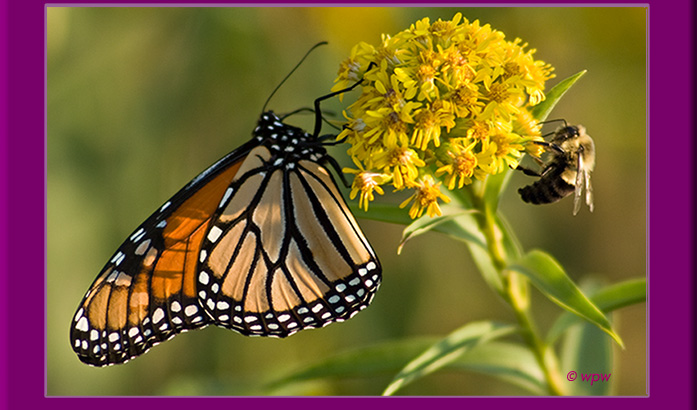 <Image of Monarch Butterfly sharing Goldenrod nectar with a Bee. Photographed at the Sherwood Island Park by Wolf Peter Weber.>