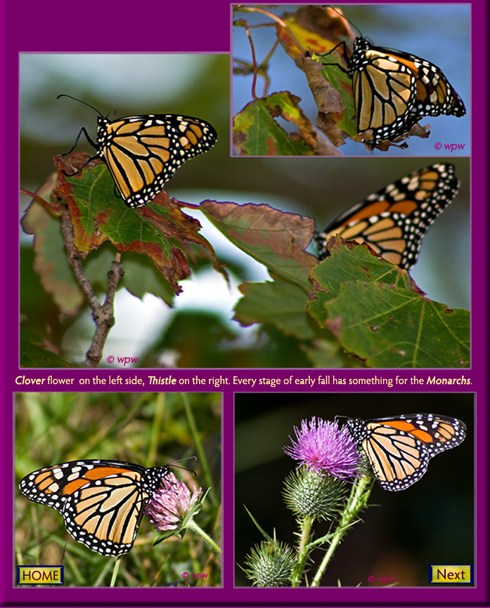 <5 more images of Monarch Butterflies feeding during the fall of 2007. Photographed at the Sherwood Island Park.>