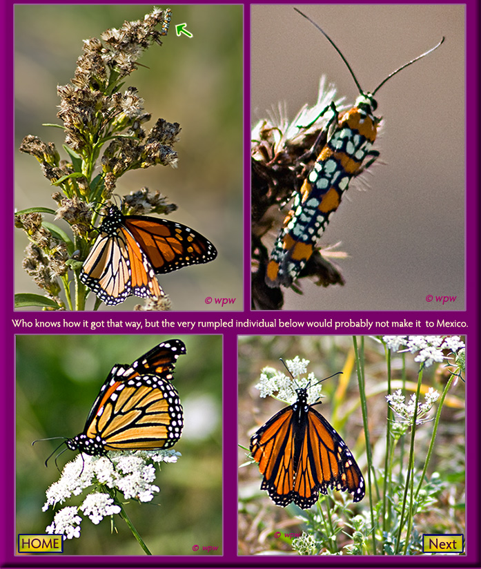 <A in close-up photo of a Monarch butterfly sharing a branch with an ermine moth. Plus 2 images of a Monarch with badly damaged wings>